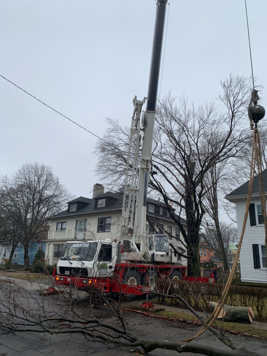 Tree Removal / Tree Service / Crane Service in Belmont, MA