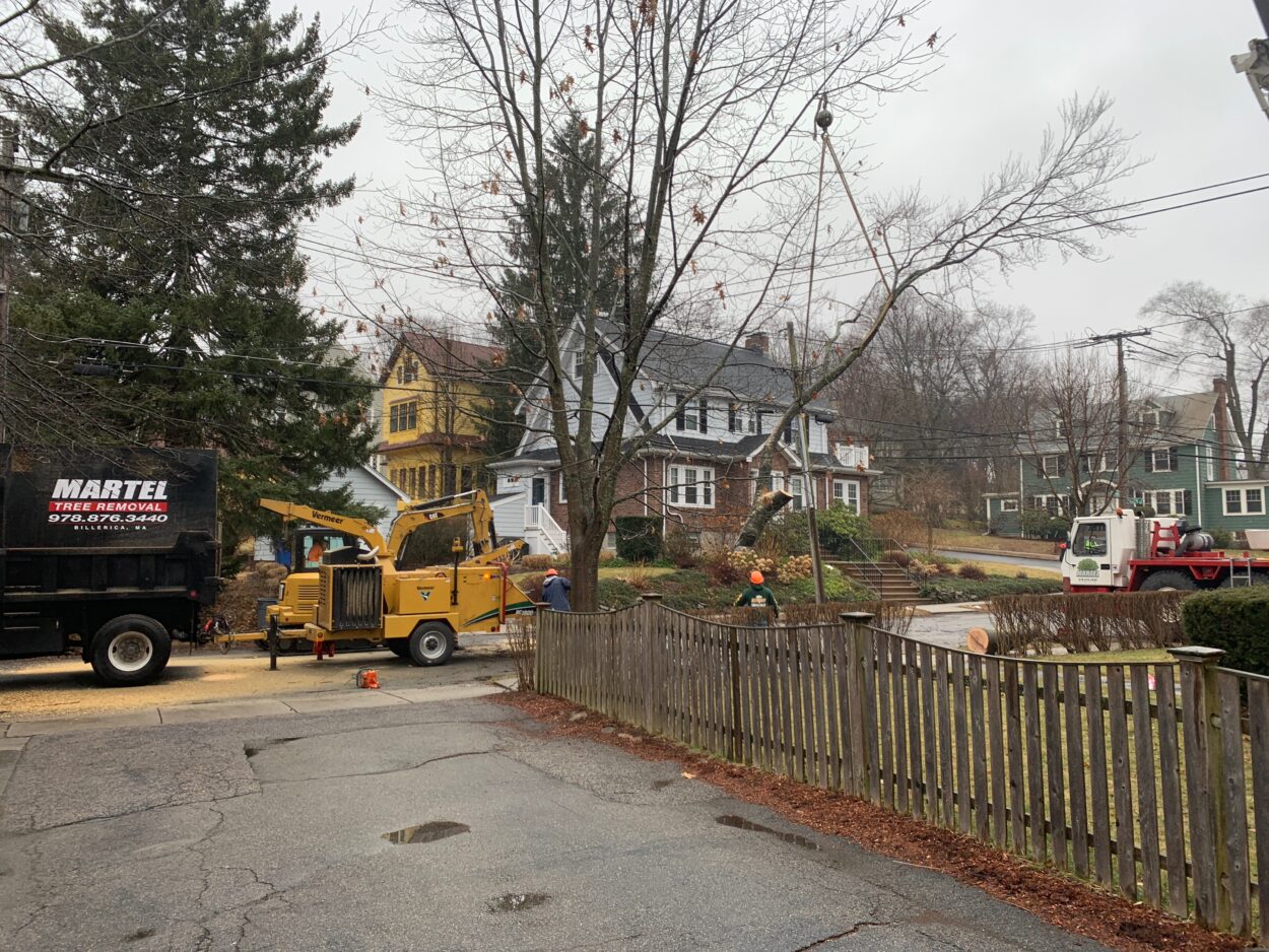 The crew used a crane and chipper to safely remove this very large beech tree in Belmont, MA.