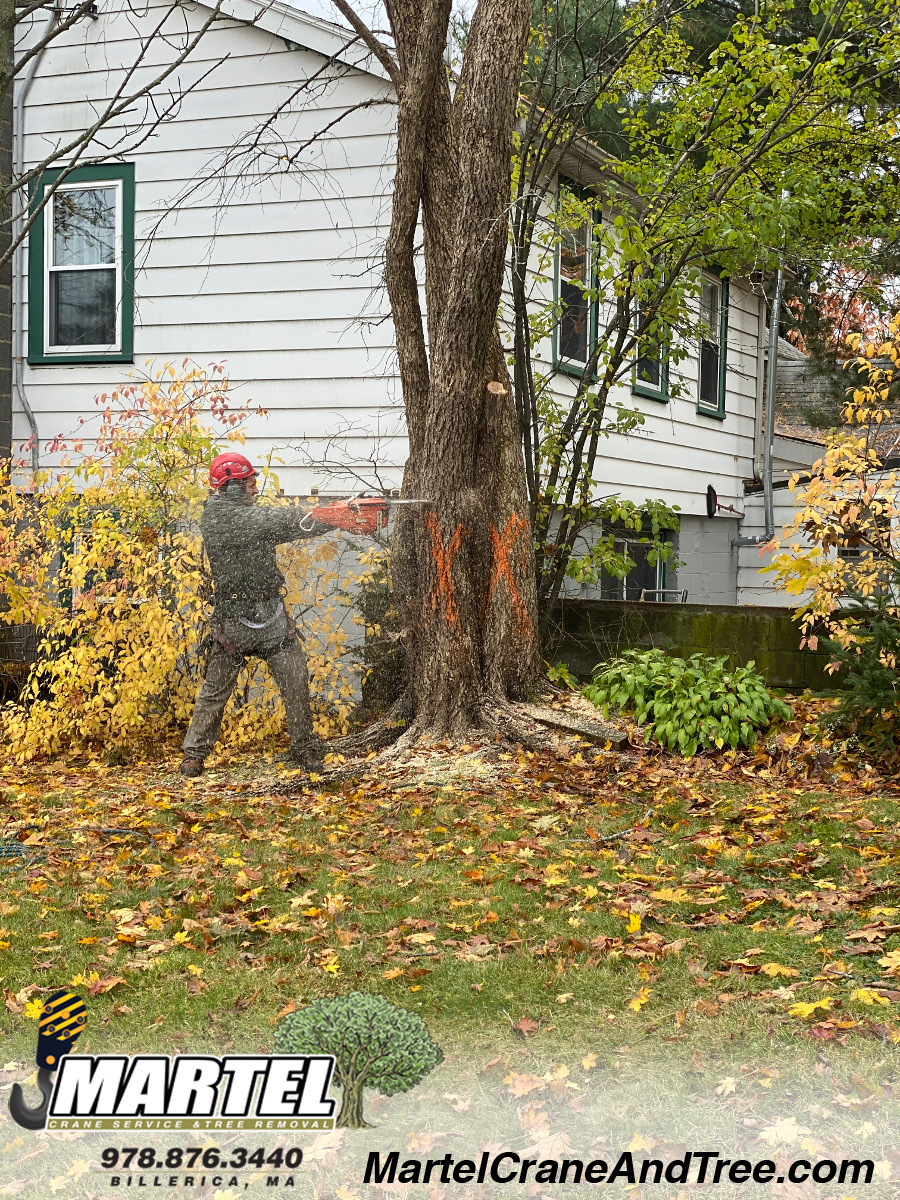 Tree Removal / Tree Service in Woburn, MA