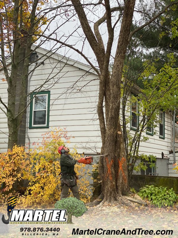 Tree Removal / Tree Service in Woburn, MA