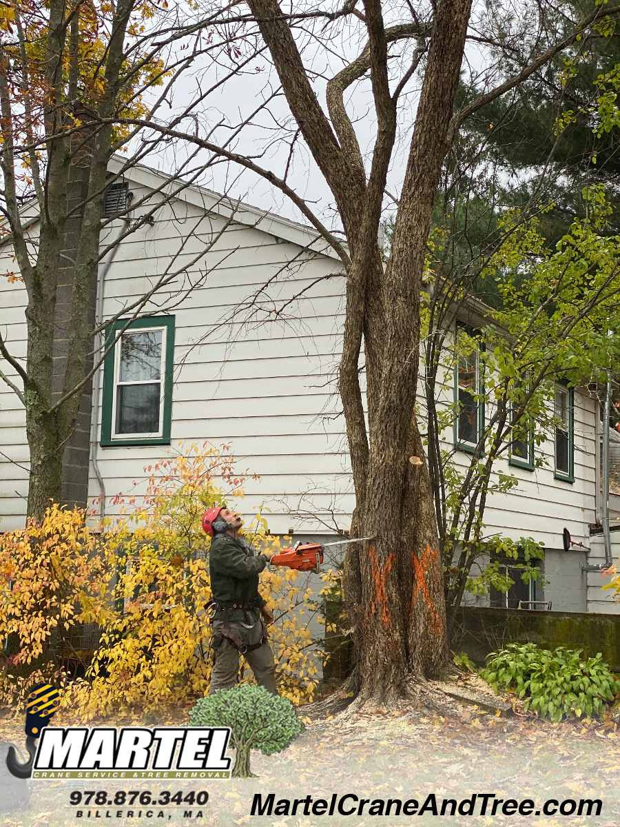 Tree Removal / Tree Service in Woburn, MA