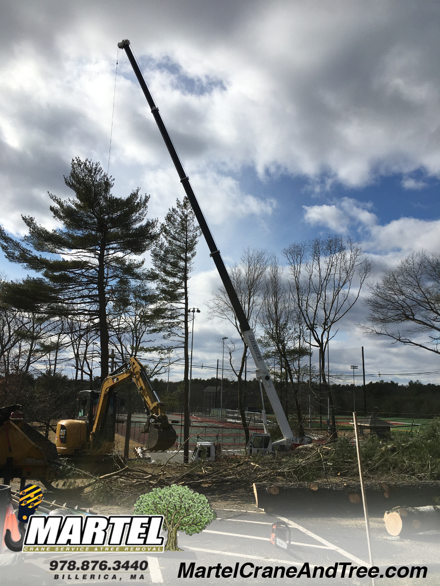 Tree Service / Tree Removal / Lot Clearing in Billerica, MA