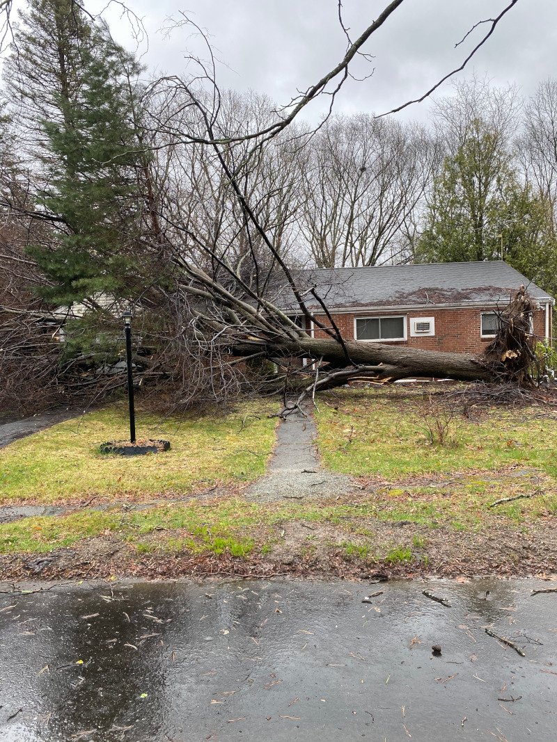 Emergency Tree Removal / Tree Service / Storm Damage in Waltham, MA.
