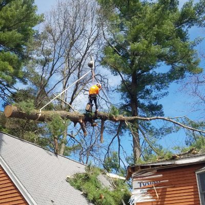 Emergency Tree Service / Tree Removal / Storm Damage in Burlington, MA.