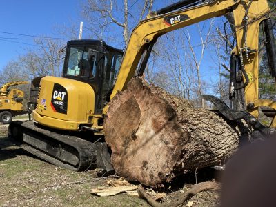 Huge willow tree removal in Woburn, MA