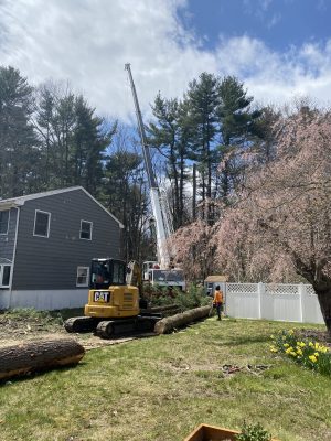 Tree removed with crane in Burlington, MA.