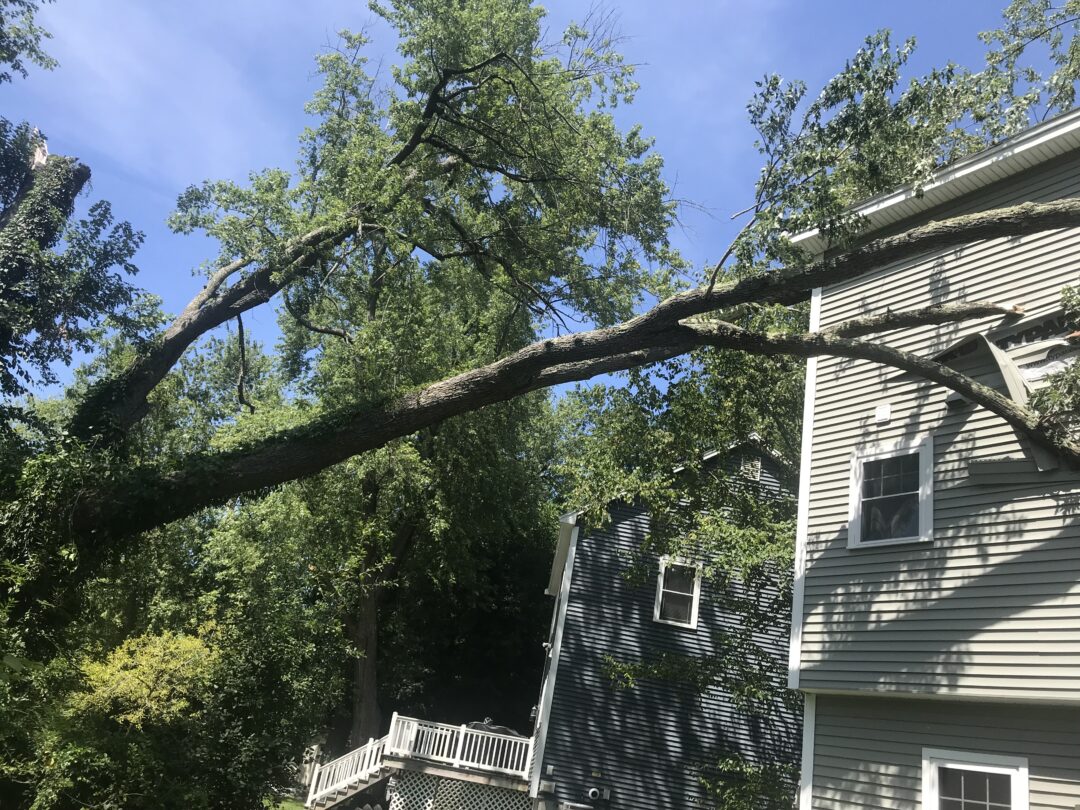 Emergency tree removal in Billerica, MA. IMG_3079