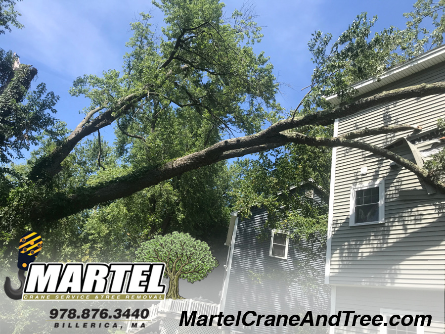 Emergency Tree Removal by Martel Crane Service & Tree Removal