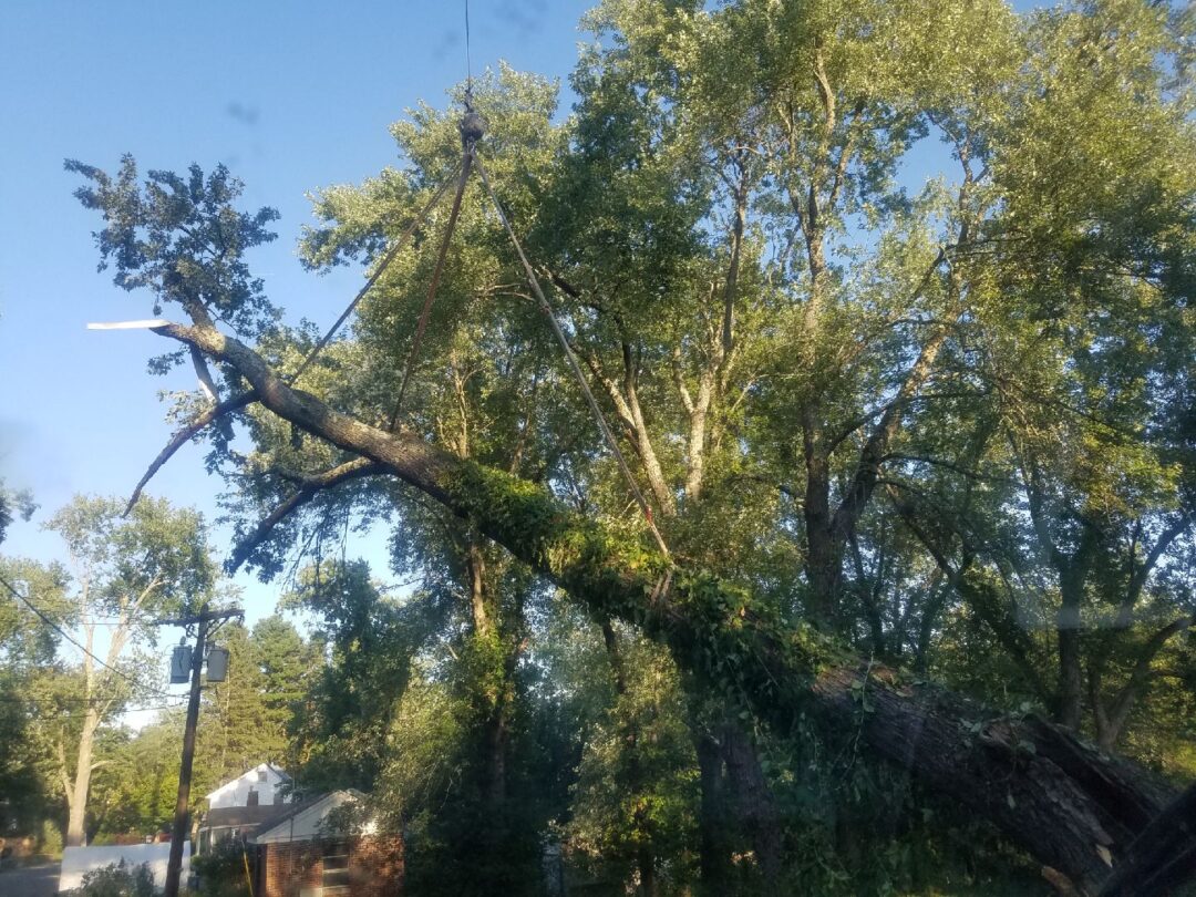 Emergency Tree Service / Storm damage Cleanup in Billerica, MA IMG_3081