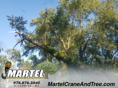 Emergency Tree Service / Storm damage Cleanup in Billerica, MA