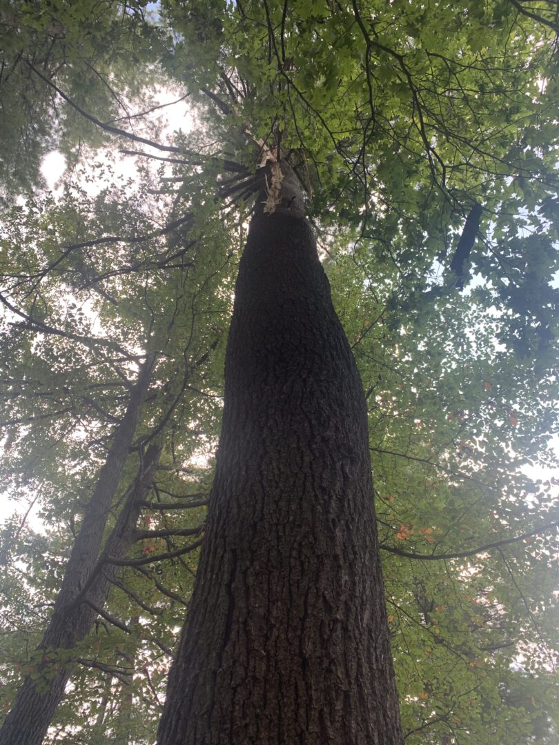 The crew safely removed a large pine tree in Westford, MA, after it was damaged by lightning during a recent storm.