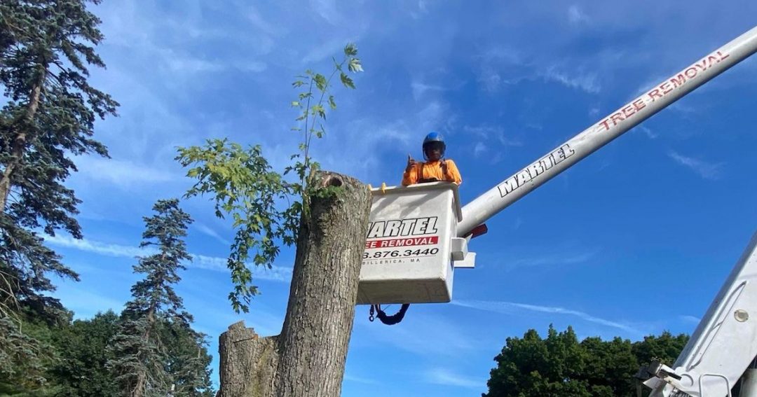 Tree Removal and Bucket Work in Lexington, MA.