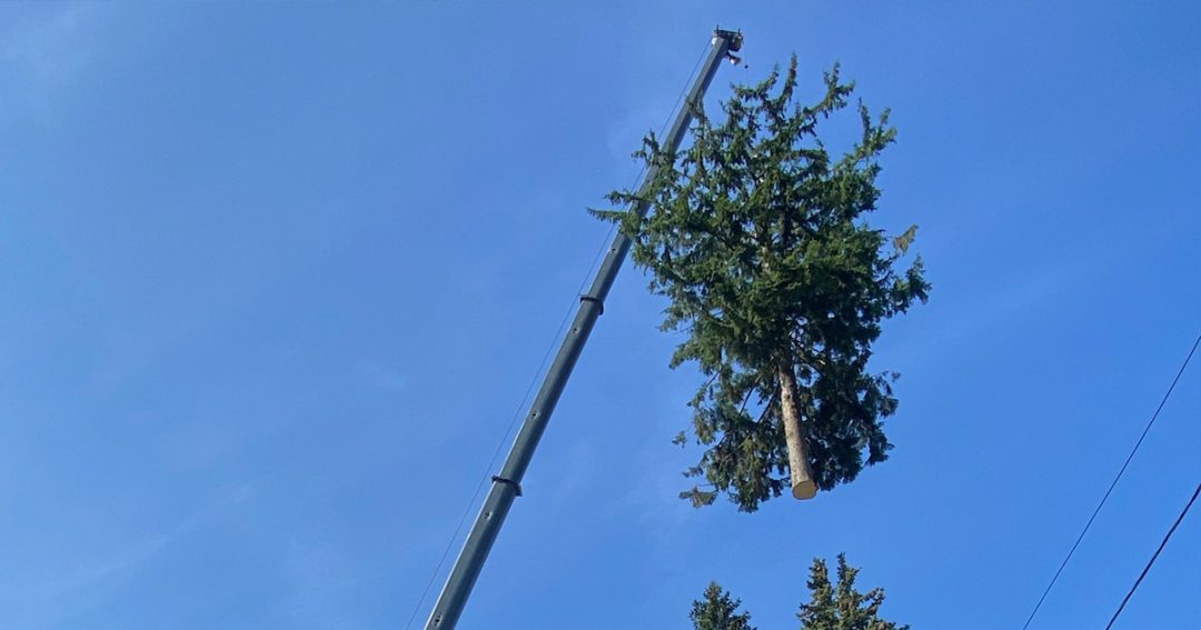 Tree Removal Service in Medford, MA.