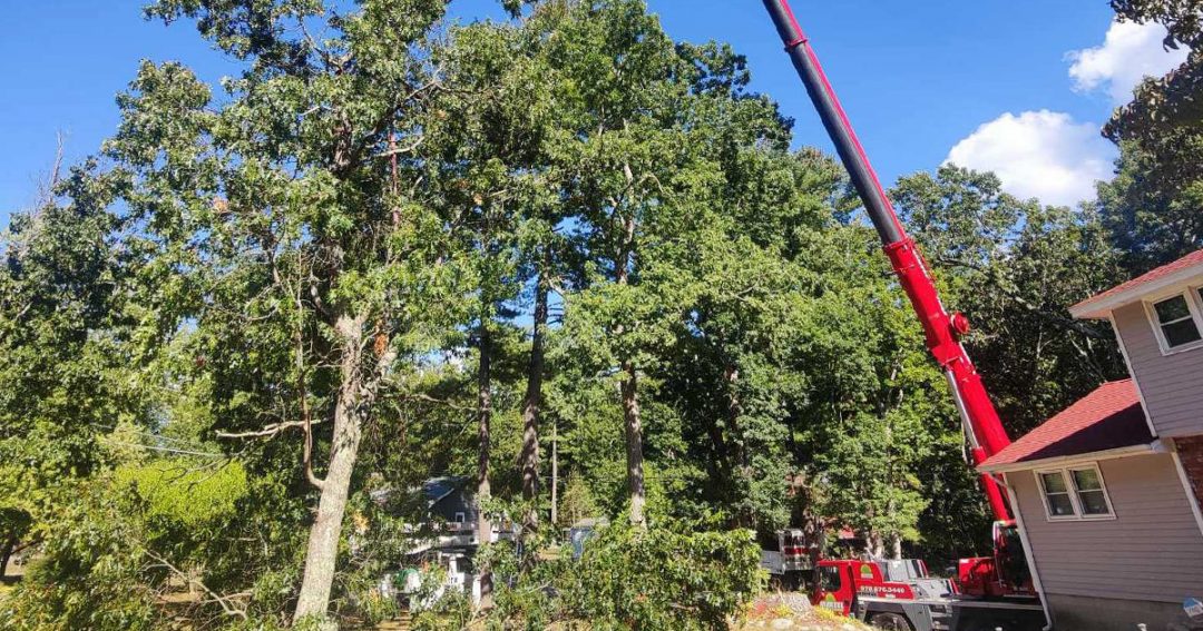 Tree Removal Service in Westford, MA.