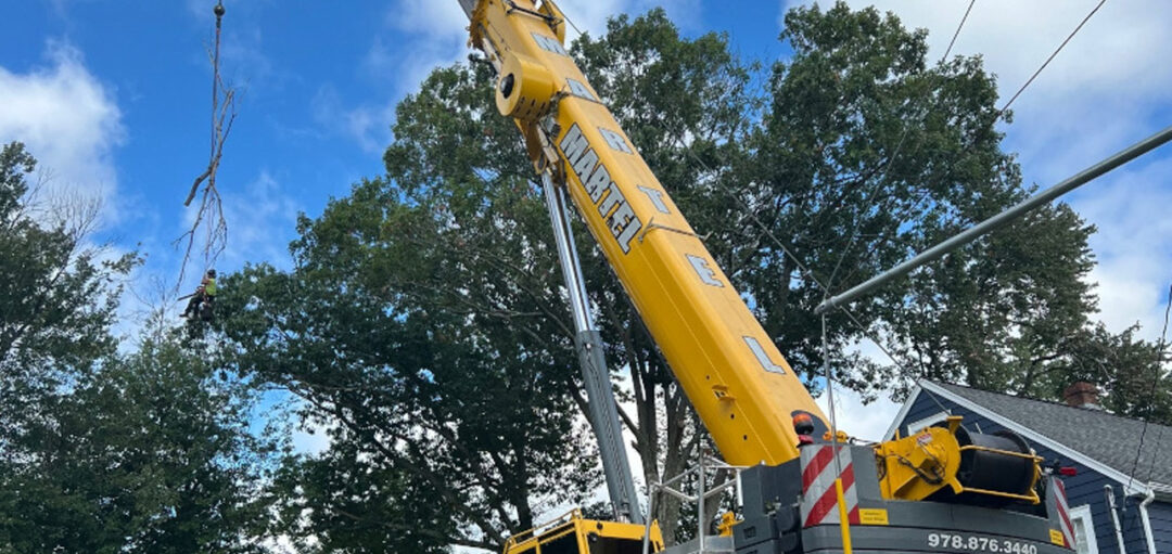 Tree Pruning in Reading, MA