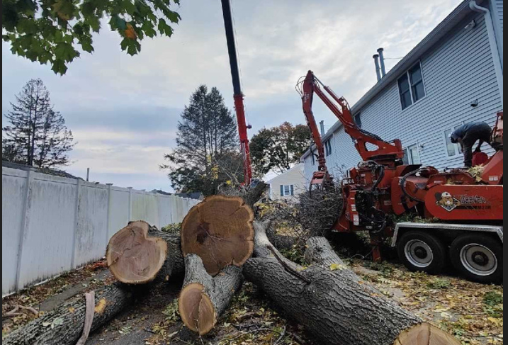 Tree Removal in Lowell, MA.
