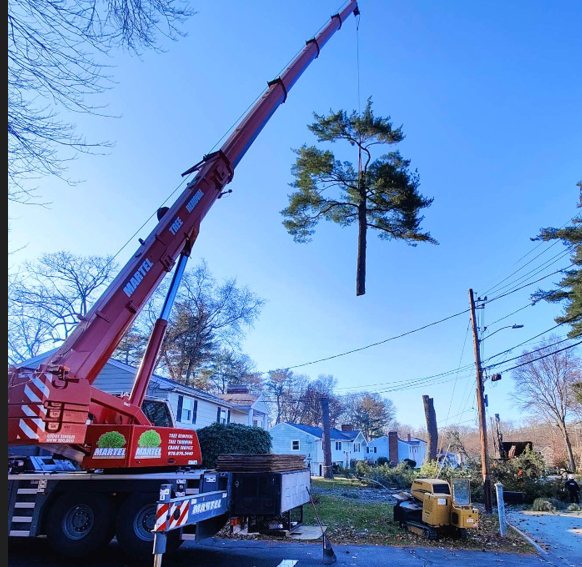 Tree Service and Removal in Burlington, MA.