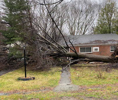 Emergency Tree Removal / Tree Service / Storm Damage in Waltham, MA.