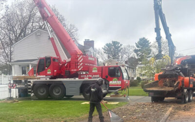 Tree Removal Service in Billerica, MA
