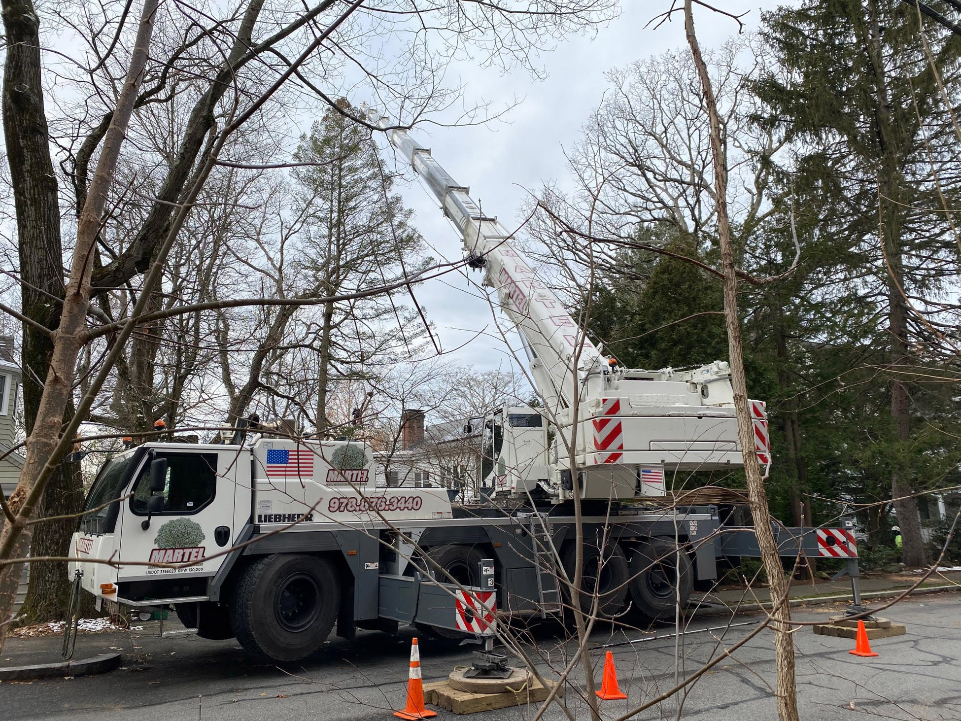 Tree Removal Service in Newton, MA