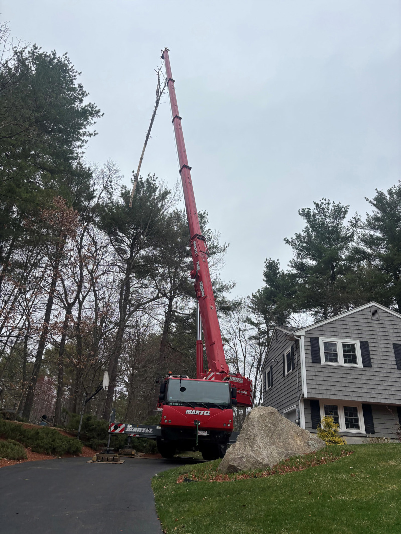 Tree Removal Service in Westford, MA
