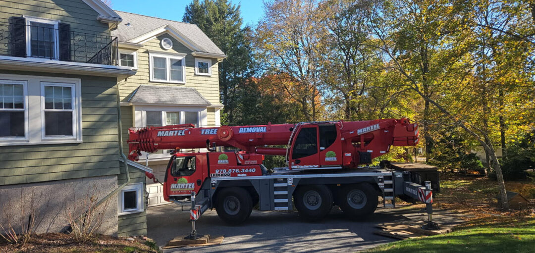 Tree Removal Service in Winchester, MA