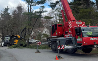 Tree Removal Services in Westford, MA