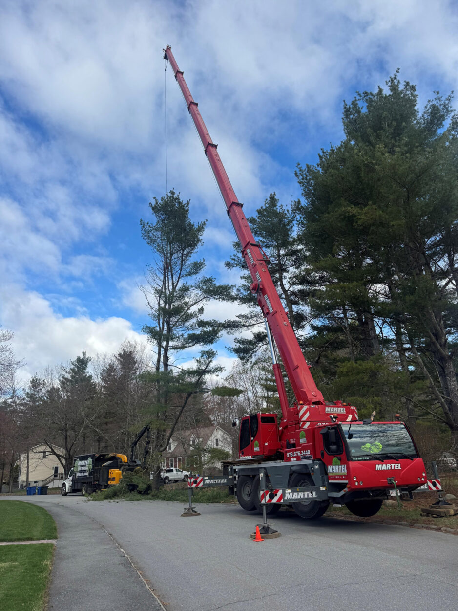 Tree Removal Services in Westford, MA