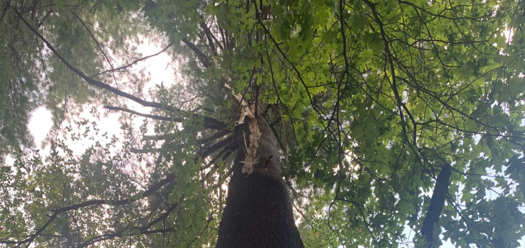 Tree Removal / Tree Service / in Westford, MA