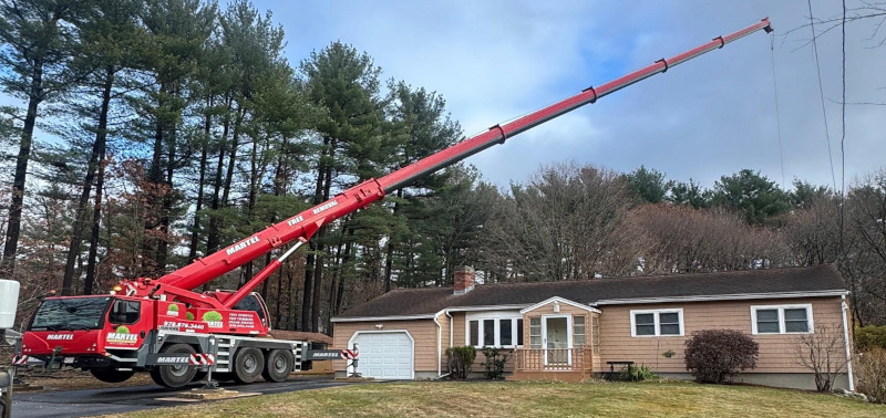 Tree Removal in Chelmsford, MA
