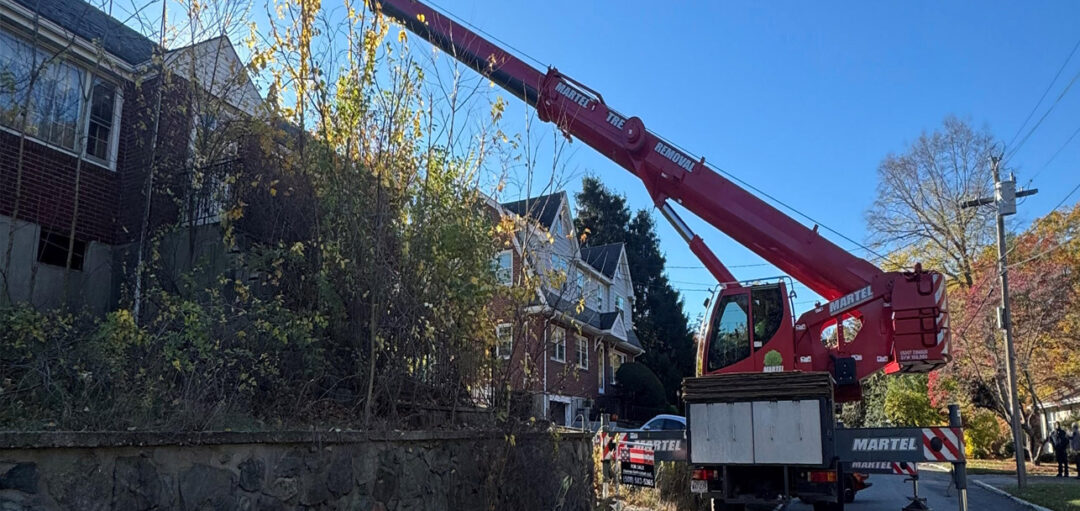 Tree Removal in Winchester, MA