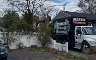 Tree Trimming in Burlington, MA
