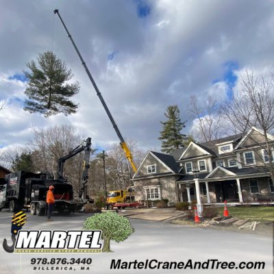 Tree Service and Removal in Wayland.