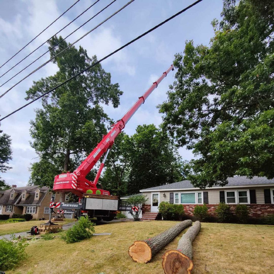 Tree Removal Service in Wilmington, MA.