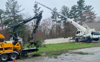 Tree Removal & Crane Service in Billerica, MA