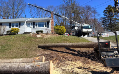 Tree Removal Service in Billerica, MA.