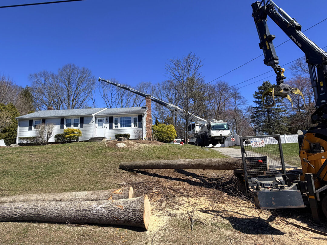 Tree Removal Service in Billerica, MA.