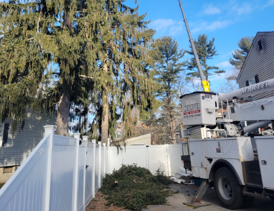 Tree Removal and Service in Billerica, MA.