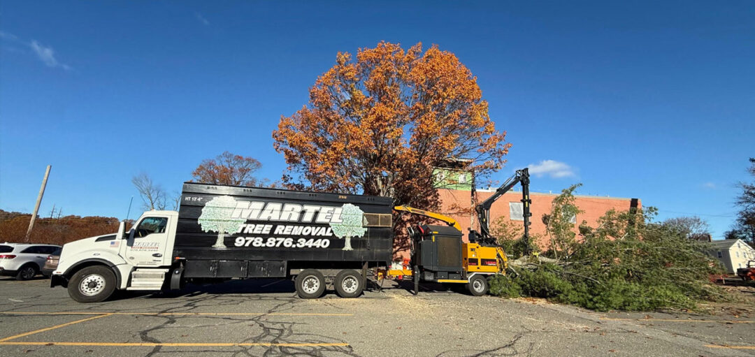 Commercial Tree Removal in Chelmsford, MA