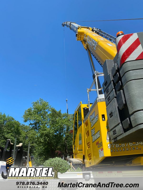 get rid of a lot of trees in Chelmsford