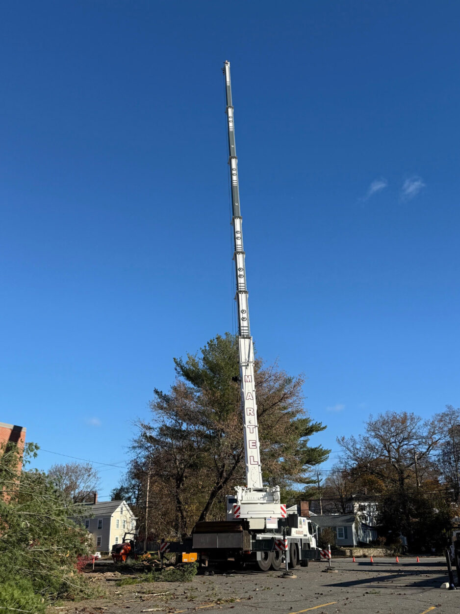 Commercial Tree Removal in Chelmsford, MA