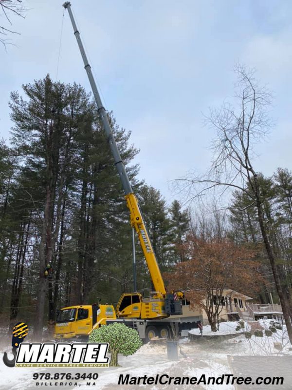 Crane Tall Pine Tree Removal in Wayland, MA