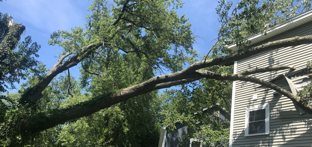 Emergency Tree Removal & Storm Clean-up in Billerica, MA