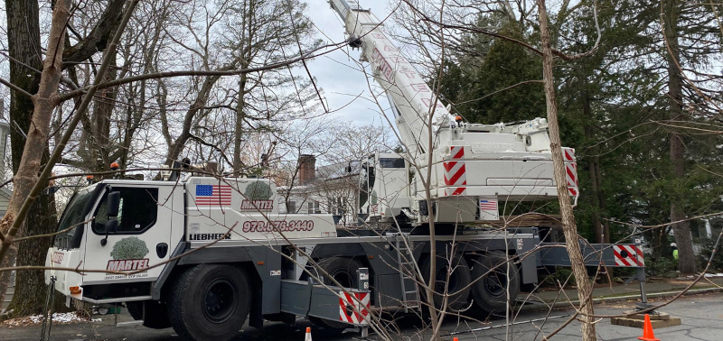 Tree Removal Service in Newton, MA