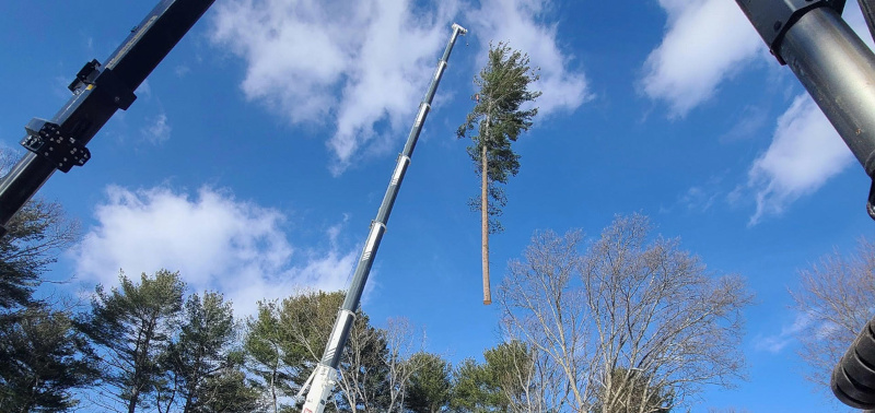 Tree Service and Removal in Burlington, MA