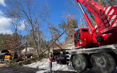 Tree Removal and Storm Damage Cleanup in Chelmsford, MA