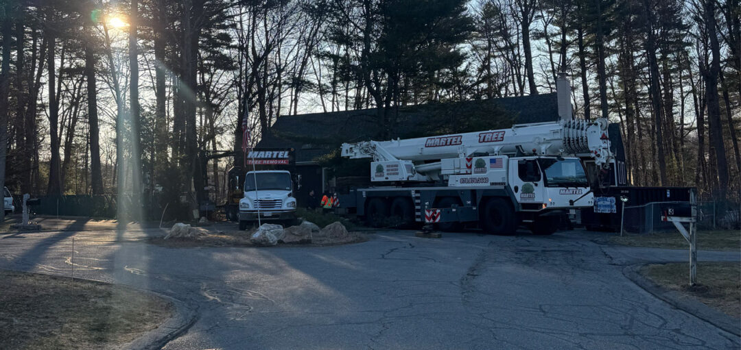 Tree Removal & Crane Service in Burlington, MA
