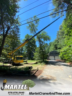 Tree Service and Removal in Billerica, MA.