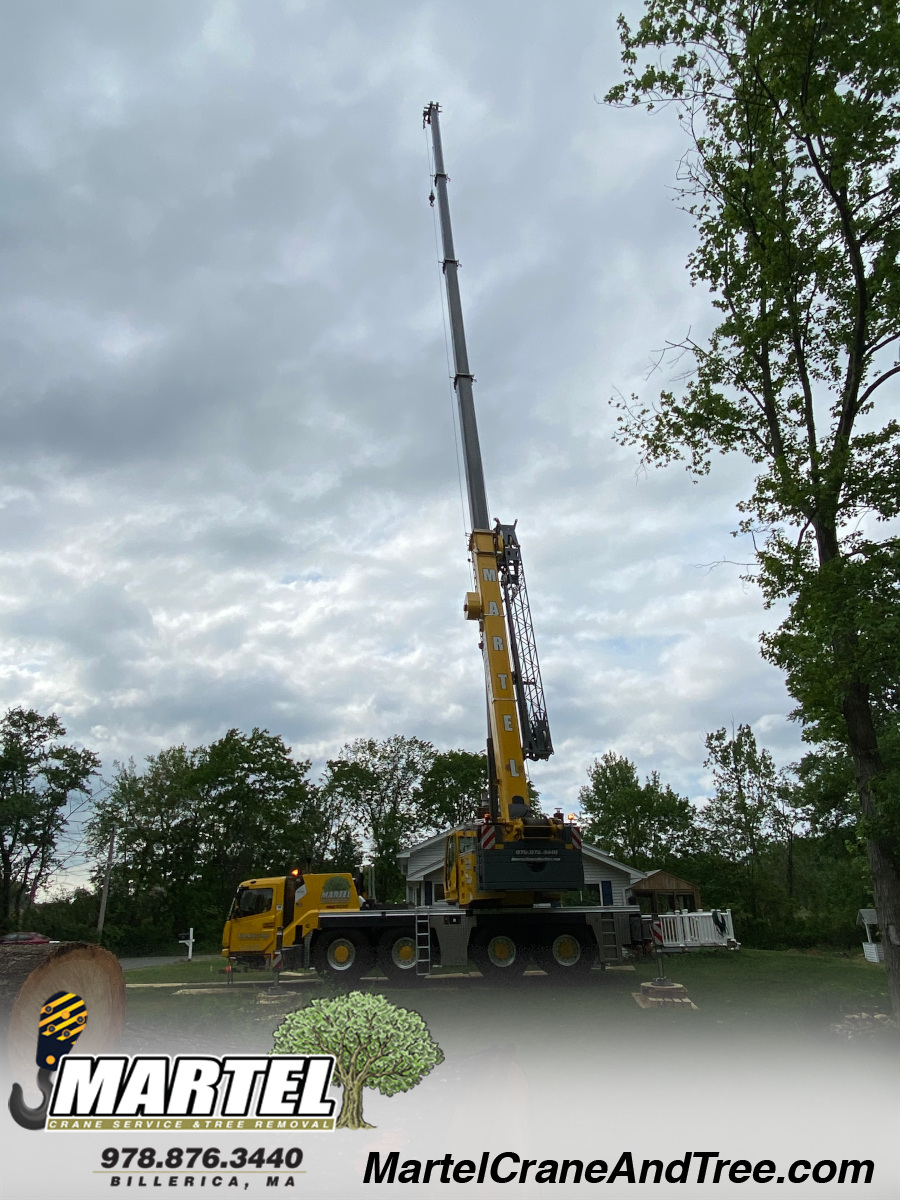 Tree removal job in Burlington, MA