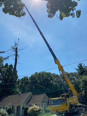 Tree Removal using our crane in Andover, MA